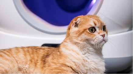 Akıllı Kedi Tuvaleti Nasıl Kullanılır?