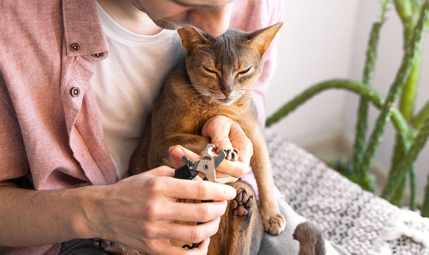 Kedi Bakımı Nasıl Yapılır? İpuçları ve Püf Noktaları